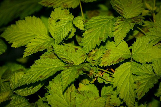 Close-up of green leaves