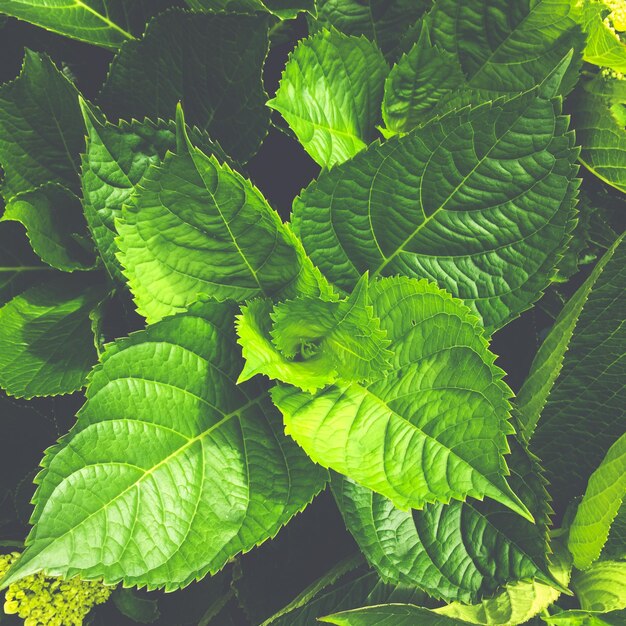 Close-up of green leaves