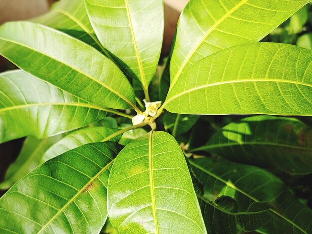 Photo close-up of green leaves