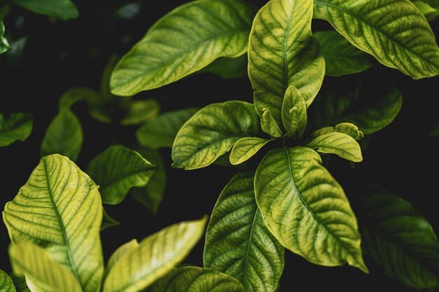 Close-up of green leaves