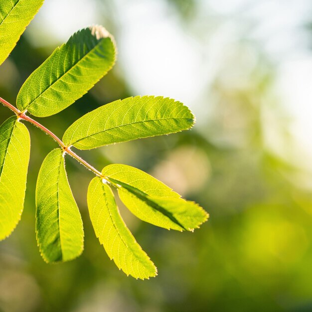 Close-up of green leaves