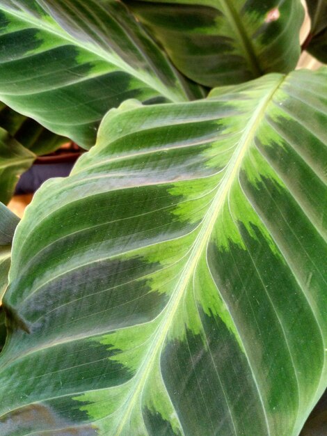 Close-up of green leaves