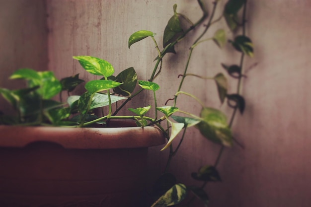 Photo close-up of green leaves