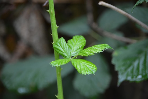 Photo close-up of green leaves