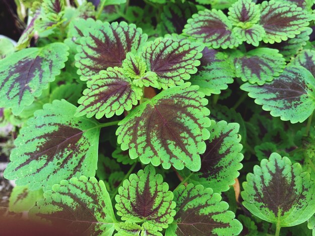 Close-up of green leaves