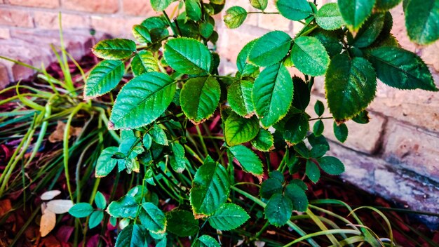 Close-up of green leaves