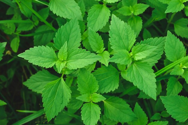 Close-up of green leaves