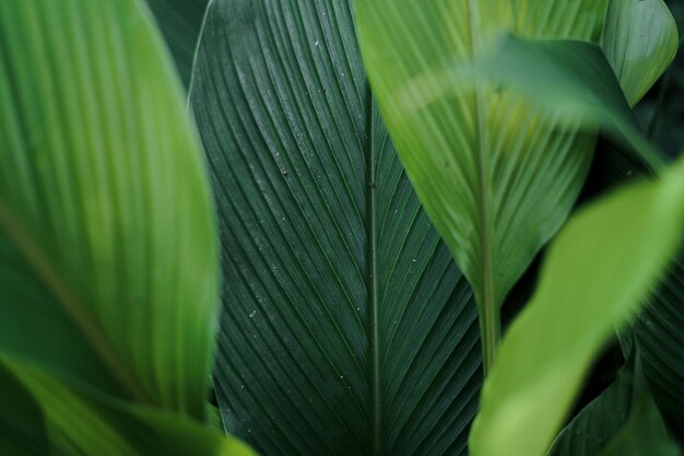 Close-up of green leaves