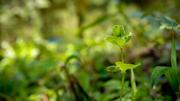 Close-up of green leaves