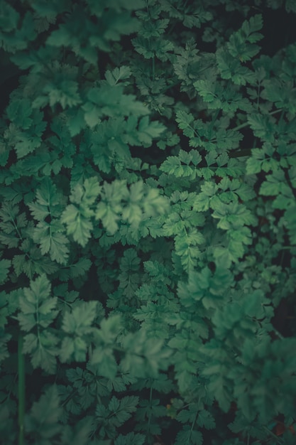 Photo close up of green leaves