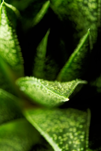 Photo close-up of green leaves