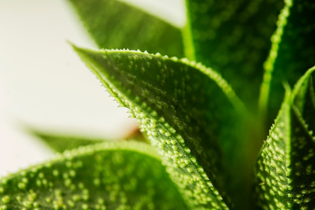 Foto close-up di foglie verdi