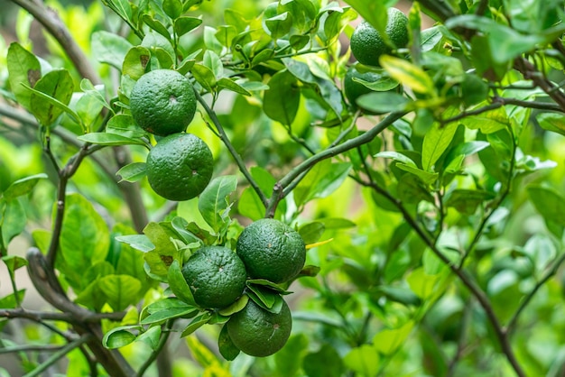 Close up of green lemons grow on the lemon tree in a garden background harvest citrus fruit thailand