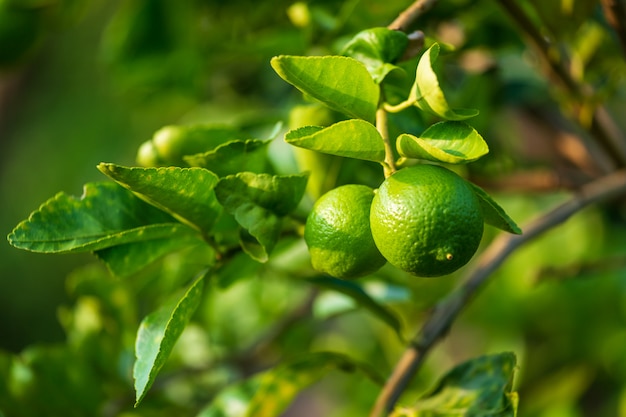 Close up of green Lemons grow on the lemon tree in a garden citrus fruit thailand.