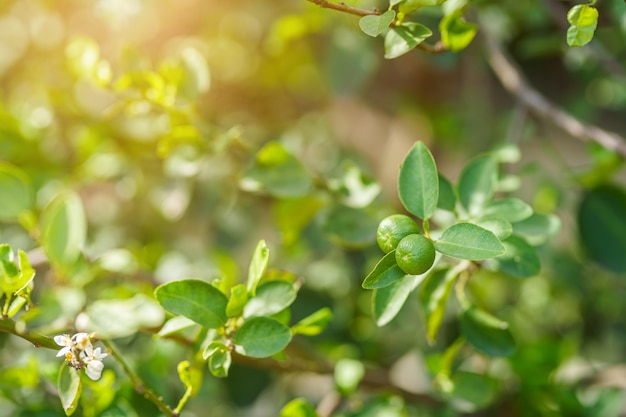 Close up of green lemons grow on the lemon tree in a garden