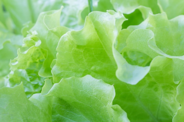 Close up green lettuce leaves with shallow depth of field