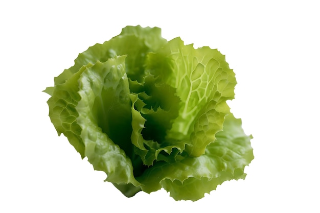 A close up of a green lettuce