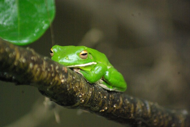 Close-up of green lizard on branch