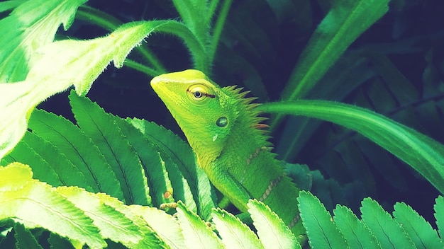 Photo close-up of green lizard on plant