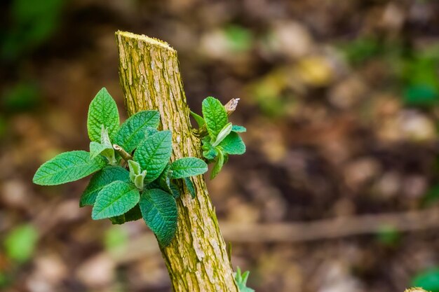 Foto prossimo piano della lucertola verde sulla pianta