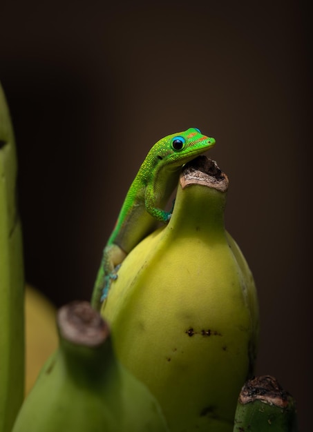 Photo close-up of a green lizard