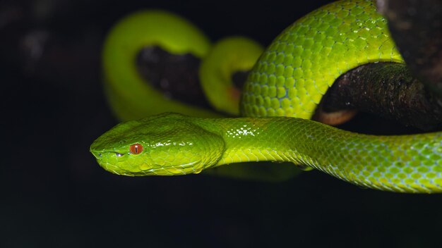 Close-up of green lizard