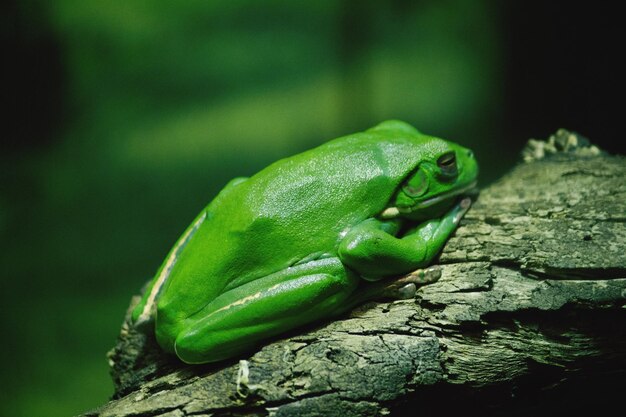 Close-up of green lizard