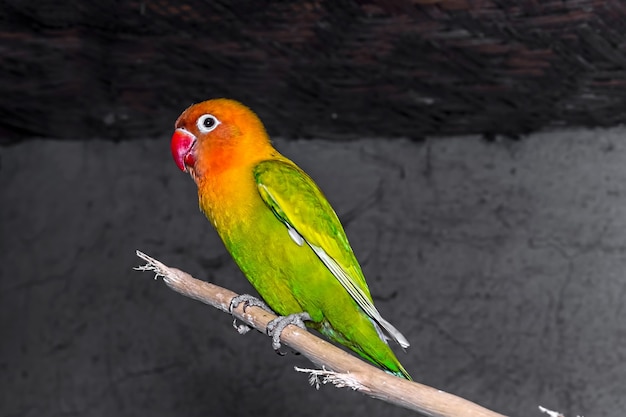 Close-up of green love bird