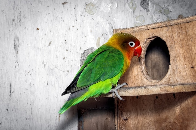 Foto primo piano dell'uccello verde dell'amore