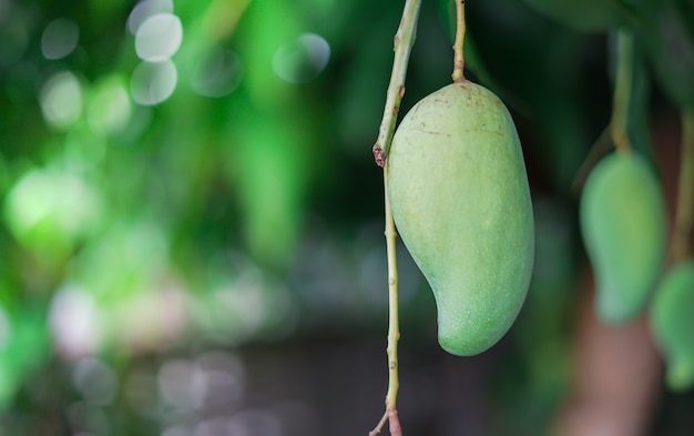 Chiuda sull'albero di mango verde, frutta tropicale