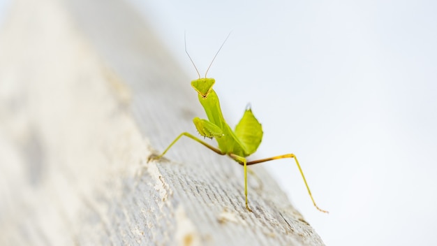 Close up of green mantis ( Mantis religiosa ) Sochi, Russia