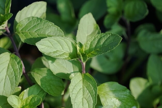 植物上の緑の薄荷の葉のクローズアップ