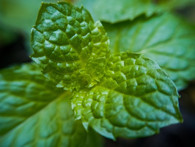 Close-up of green mint leaves