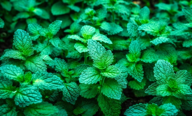 A close up of green mint plants