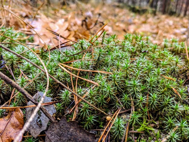 close up green moss in forest