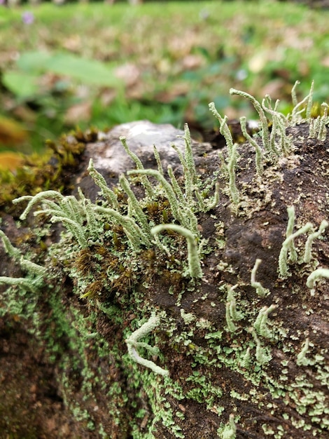 Photo close up of green moss. macroshot.