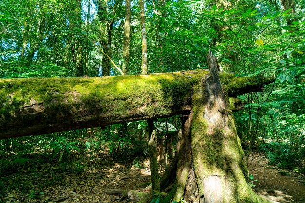крупным планом зеленый мох на дереве в лесу