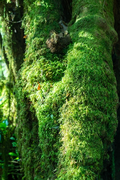 close-up green moss on tree in the forest