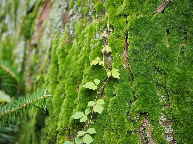 Foto prossimo piano del muschio verde sul muro