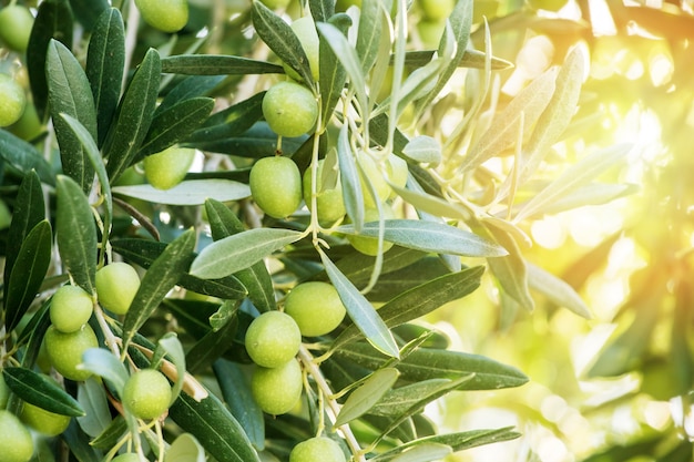 Close-up green olives on the tree at sunrise.