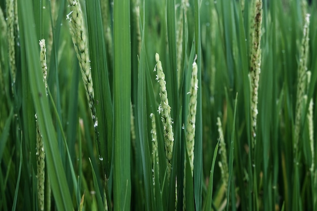 Close up of green paddy rice , Terraced Rice Fields, Rice Farm