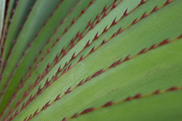 Close-up of a green palm leaf with red thorns.