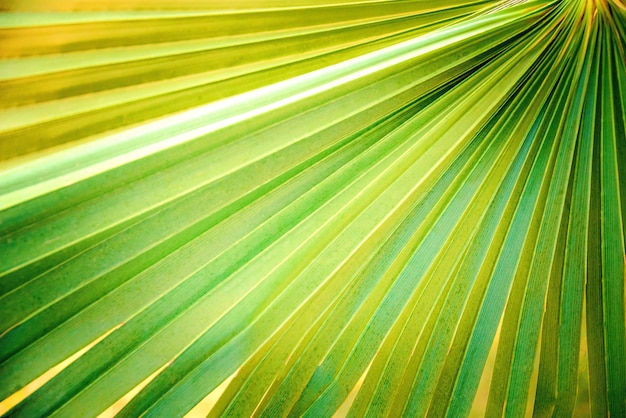Close up of green palm leaf.