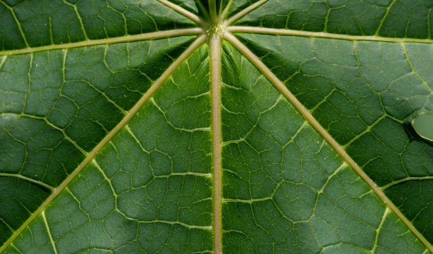 Крупным планом зеленый лист папайи (Carica papaya)