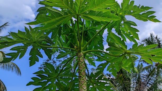 close up of a green papaya tree