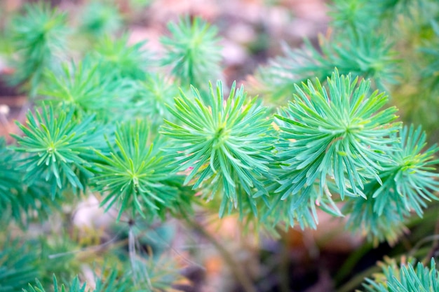 Close up of green pine branches in summer