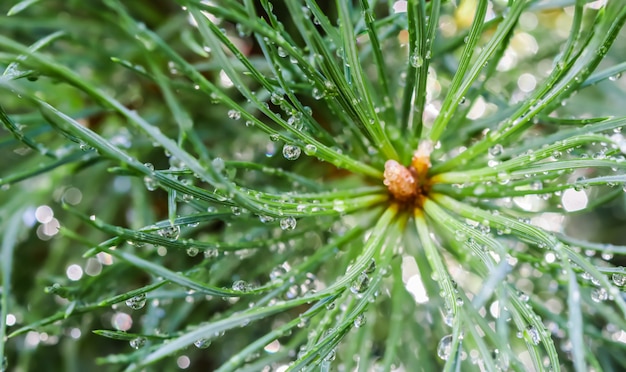 Close up of green pine leaves with water drops after rain evergreen coniferous tree natural