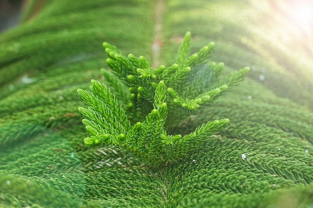 A close up of a green pine tree with the sun shining on it