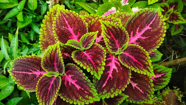 Foto un primo piano di una pianta frondosa verde e rosa