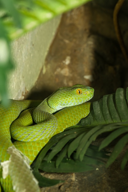 Close up green pit viper snake is hidden in the garden